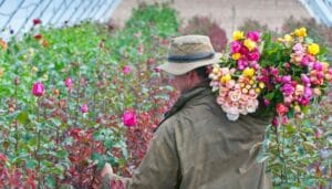 The-Real-Flower-Company-Noble-Isle