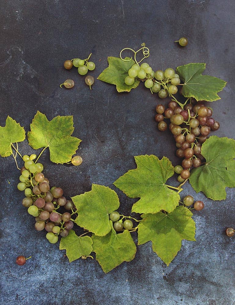 Golden Harvest Collection Quartet Set