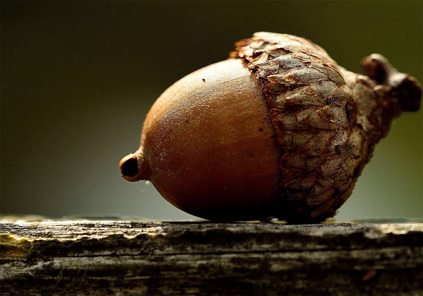 Lightning Oak, Luxury Scented Candle