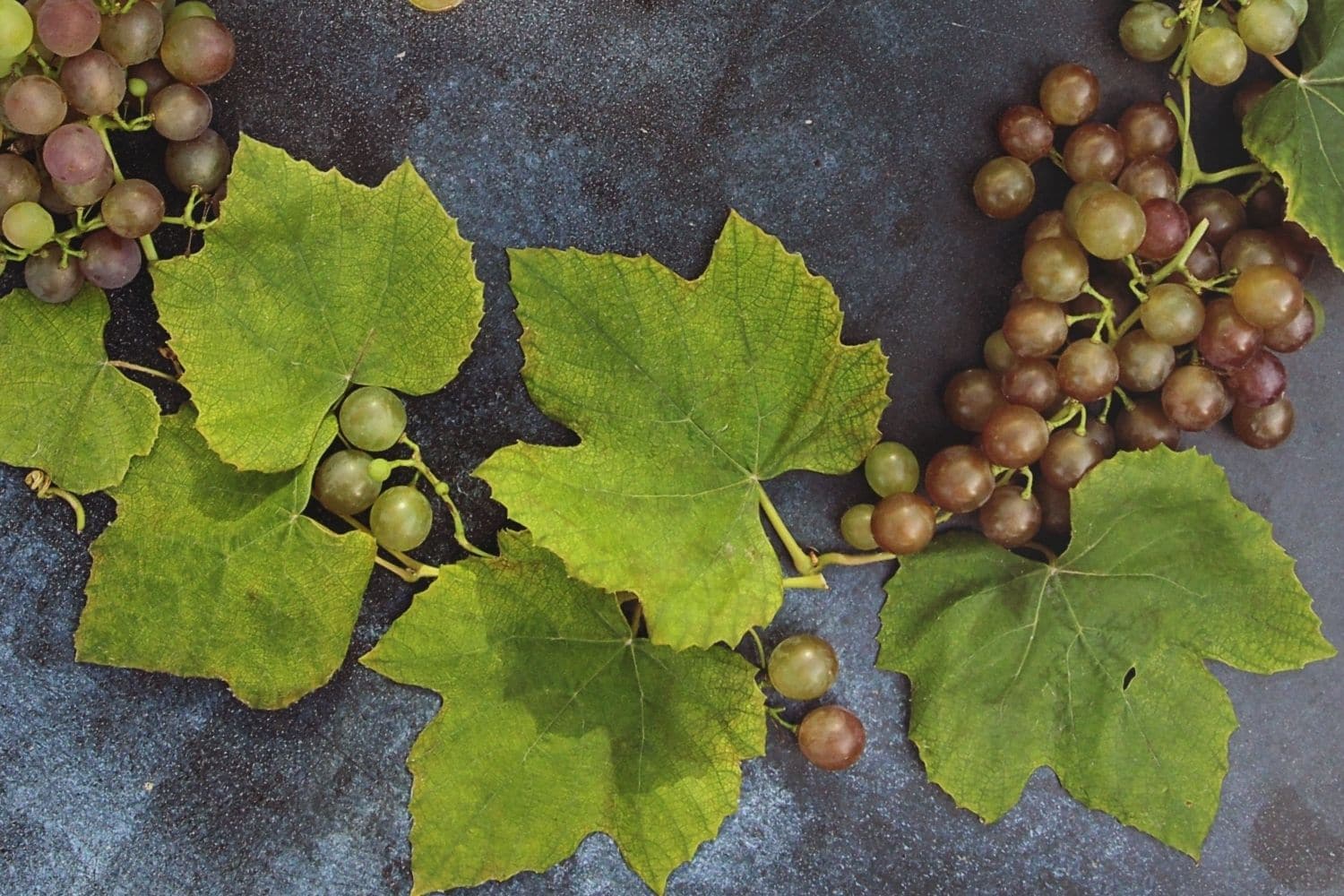 Golden Harvest Luxury Body Hydrator